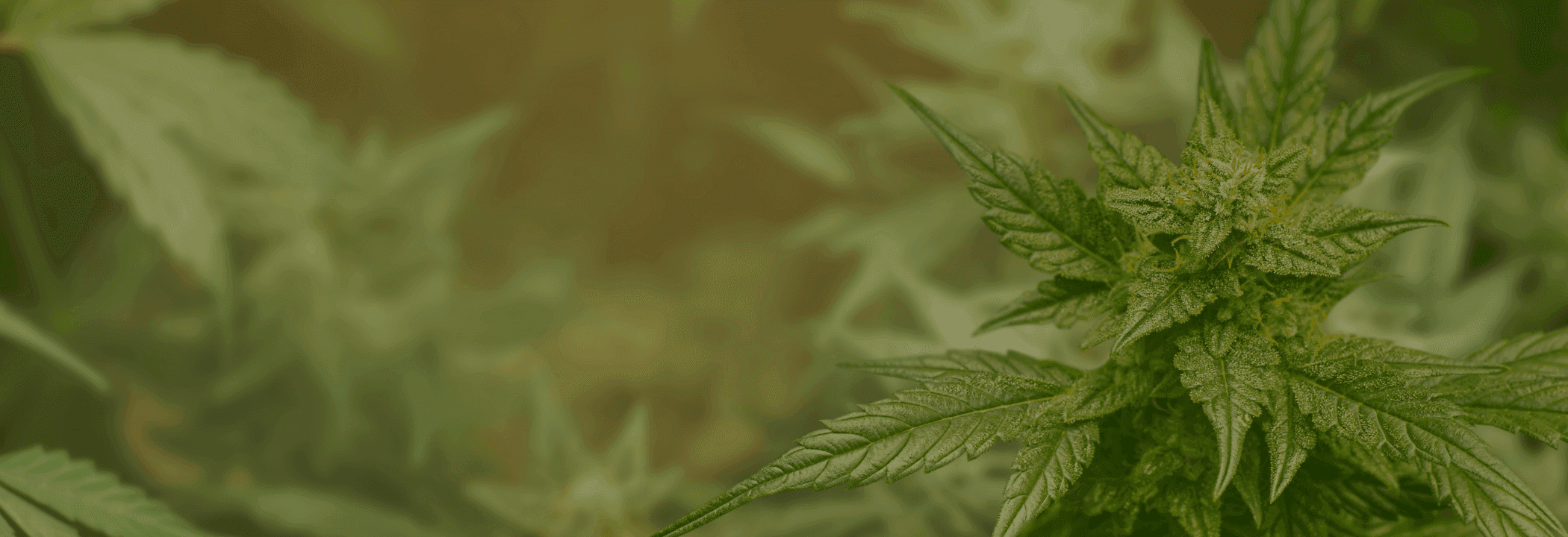 Bild einer Cannabispflanze mit grüner Farbschicht