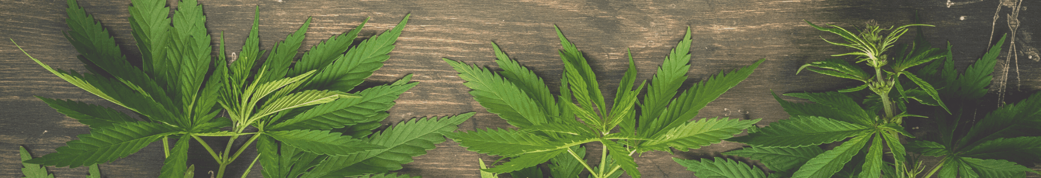 Cannabispflanzen auf Holzunterlage