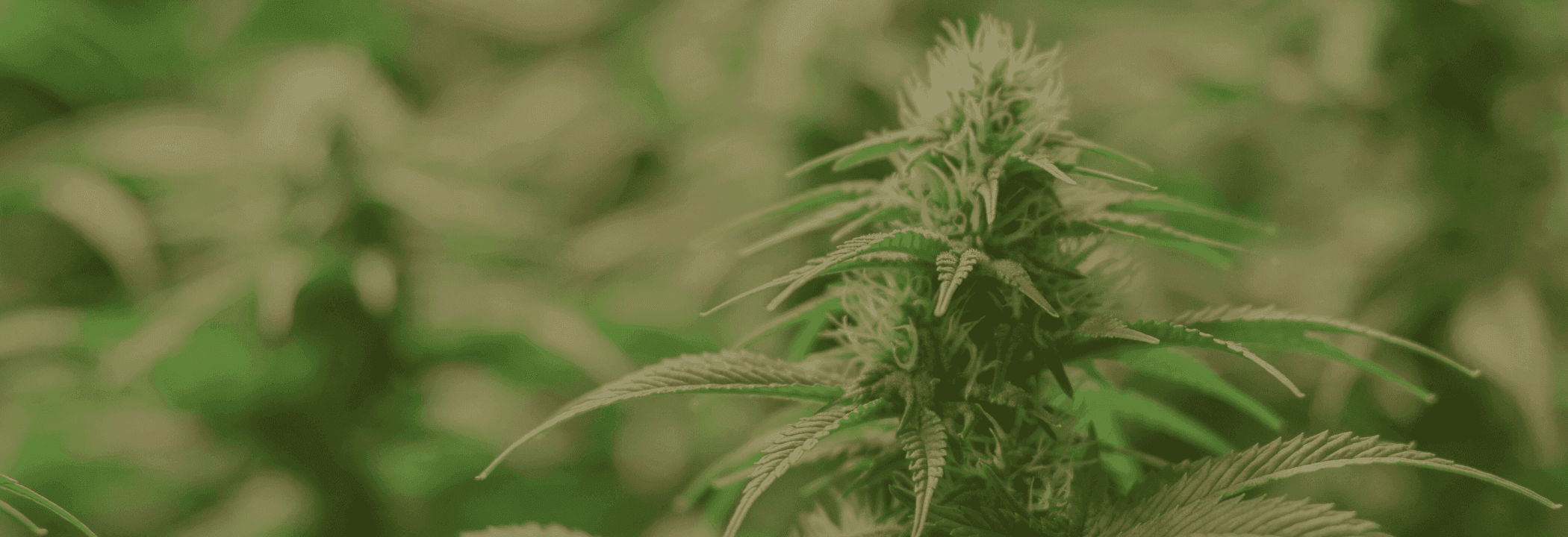 Foto einer Cannabispflanze mit grüner Farbschicht