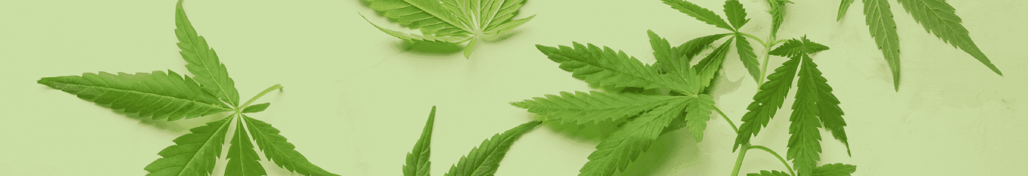 Foto von Cannabisblätter auf hellem einfarbigem Hintergrund